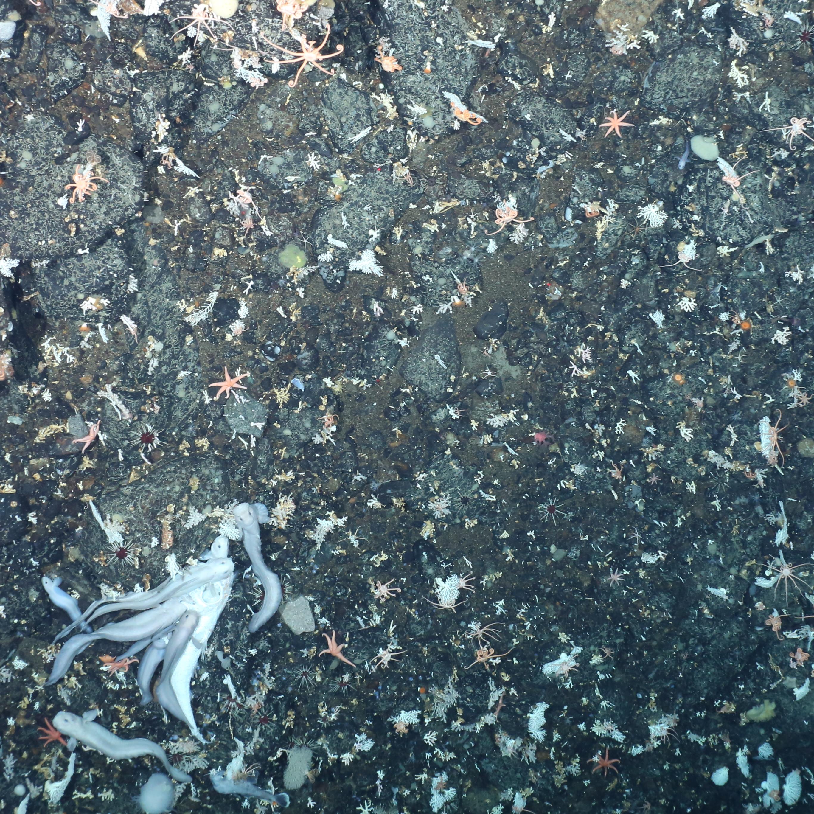 Normal Antarctic seabed training image